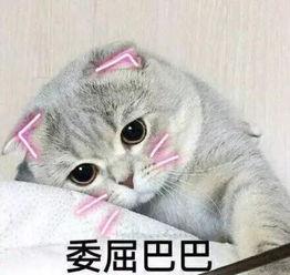 娱乐吃瓜君七七的折耳猫,娱乐吃瓜君的萌宠日常